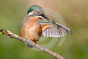 Kingfisher plumage is arranged in the belfry photo