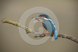 Kingfisher with prize