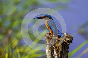 Kingfisher resting majestically on a wooden pole