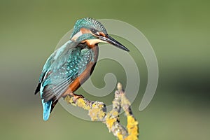 Kingfisher resting