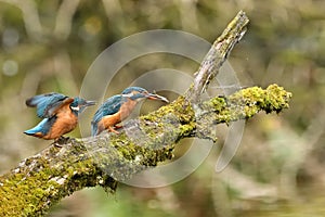 Kingfisher, Scientific name: Alcedinidae