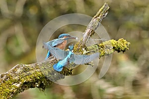 Kingfisher, Scientific name: Alcedinidae