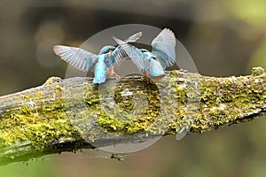 Kingfisher, Scientific name: Alcedinidae