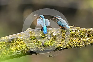 Kingfisher, Scientific name: Alcedinidae