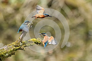 Kingfisher, Scientific name: Alcedinidae