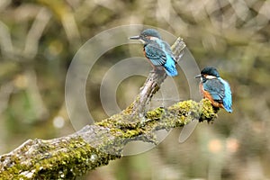 Kingfisher, Scientific name: Alcedinidae