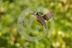 Kingfisher, Scientific name: Alcedinidae