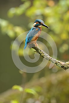 Kingfisher, Scientific name: Alcedinidae