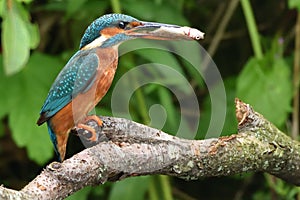 Kingfisher, Scientific name: Alcedinidae