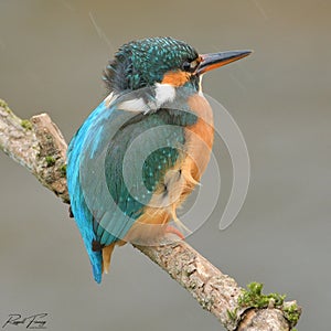 Kingfisher, Scientific name: Alcedinidae