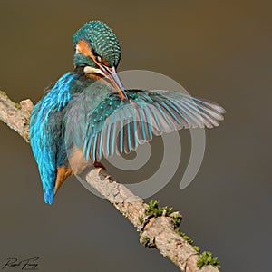 Kingfisher, Scientific name: Alcedinidae