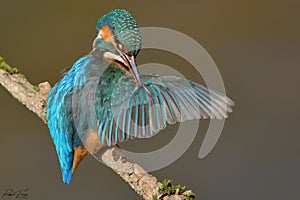 Kingfisher, Scientific name: Alcedinidae