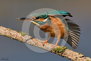 Kingfisher, Scientific name: Alcedinidae