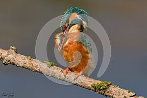 Kingfisher, Scientific name: Alcedinidae