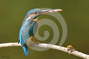 Kingfisher, Scientific name: Alcedinidae