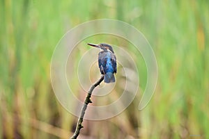 Kingfisher, Scientific name: Alcedinidae