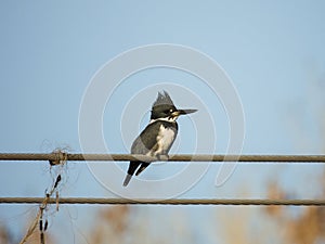 A Kingfisher sits on a wire with fishline