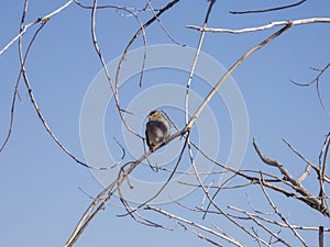 A Kingfisher sits on a wire with fishline