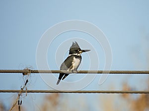 A Kingfisher sits on a wire with fishline photo