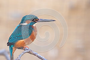 Kingfisher sitting on a branch