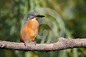 Kingfisher sitting on a branch.