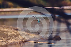 Kingfisher sitting on a branch near the lake. waiting for hunt Alcedinidae colourfully wild bird