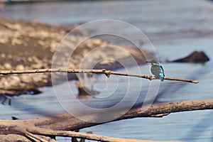 Kingfisher sitting on a branch near the lake. waiting for hunt Alcedinidae colourfully wild bird