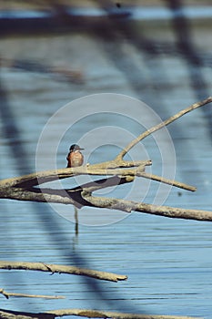 Kingfisher sitting on a branch near the lake. waiting for hunt Alcedinidae colourfully wild bird