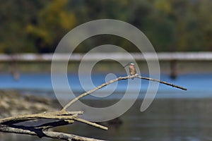 Kingfisher sitting on a branch near the lake. waiting for hunt Alcedinidae colourfully wild bird