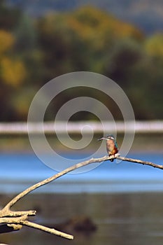 Kingfisher sitting on a branch near the lake. waiting for hunt Alcedinidae colourfully wild bird