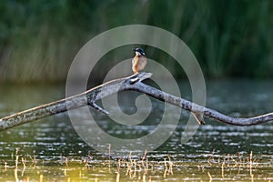 Kingfisher Sitting On Branch