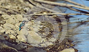 Kingfisher sitting on a stone near the lake. waiting for hunt Alcedinidae colourfully wild bird