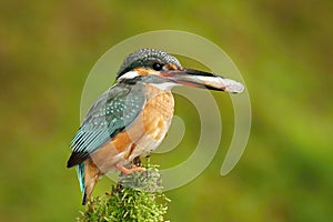 Kingfisher with spoil photo