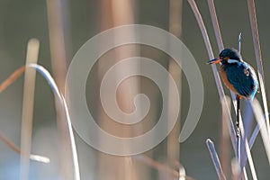 Kingfisher standing at a branch in Salburua, Vitoria, Spain photo