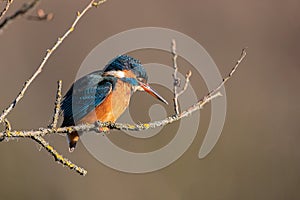 Kingfisher standing at a branch in Salburua, Vitoria, Spain photo