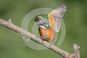 Kingfisher on a stick