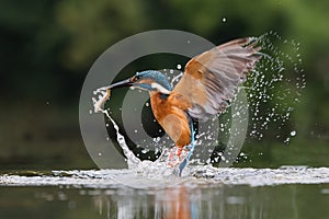 Kingfisher photo