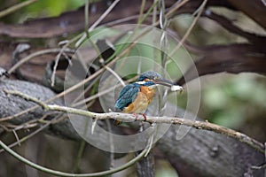 Kingfisher (Taiwan Birds ).