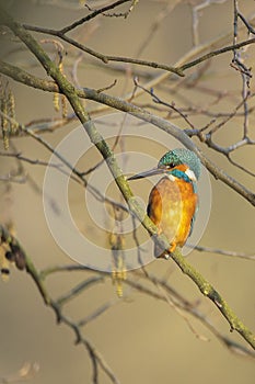 Kingfisher taking sunbath