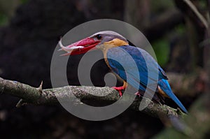 Kingfisher of Thailand collection