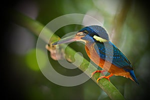 Kingfisher of Thailand collection