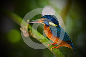 Kingfisher of Thailand collection