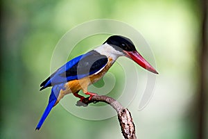 Kingfisher of Thailand collection