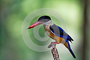 Kingfisher of Thailand collection