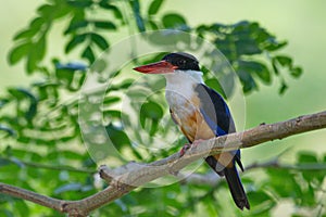 Kingfisher of Thailand collection