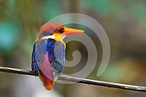 Kingfisher of Thailand collection