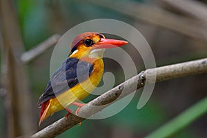 Kingfisher of Thailand collection