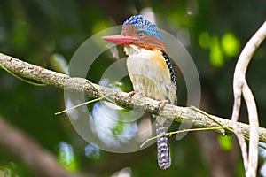 Kingfisher of Thailand collection