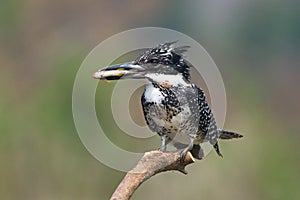 Kingfisher of Thailand collection