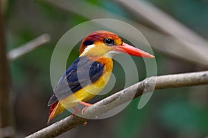 Kingfisher of Thailand collection